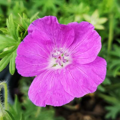 Geranium sanguineum New Hampshire