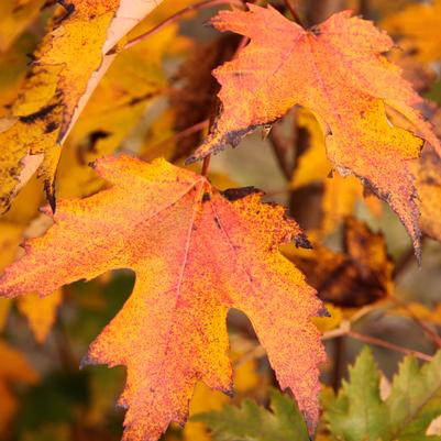 Acer rubrum Armstrong Gold®