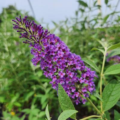 Buddleia davidii Psychedelic Sky™