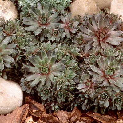 Sempervivum Purple Beauty