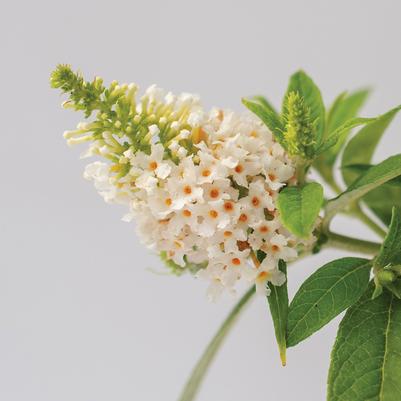 Buddleia davidii Dapper® White