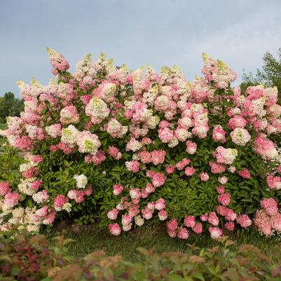 Hydrangea pan. Berry White®