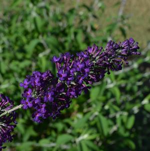 Buddleia davidii Groovy Grape™