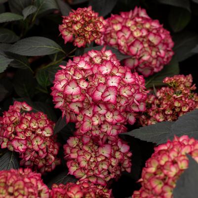 Hydrangea mac. Eclipse®