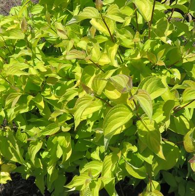 Cornus alba Neon Burst™