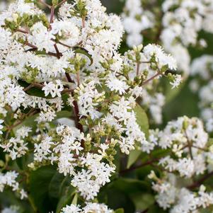 Heptacodium miconioides Tianshan® Seven-son flower