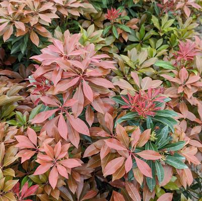 Pieris jap. 'Mountain Fire'