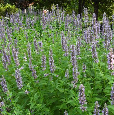 Agastache 'Black Adder'