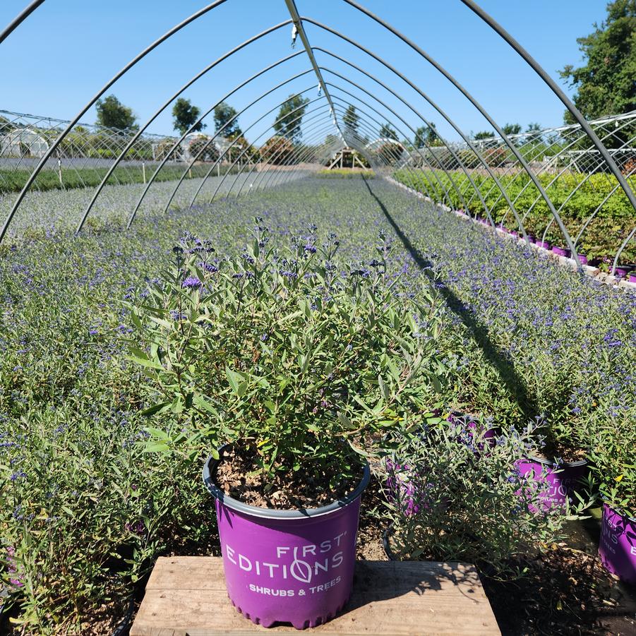 Caryopteris x cland. Sapphire Surf™