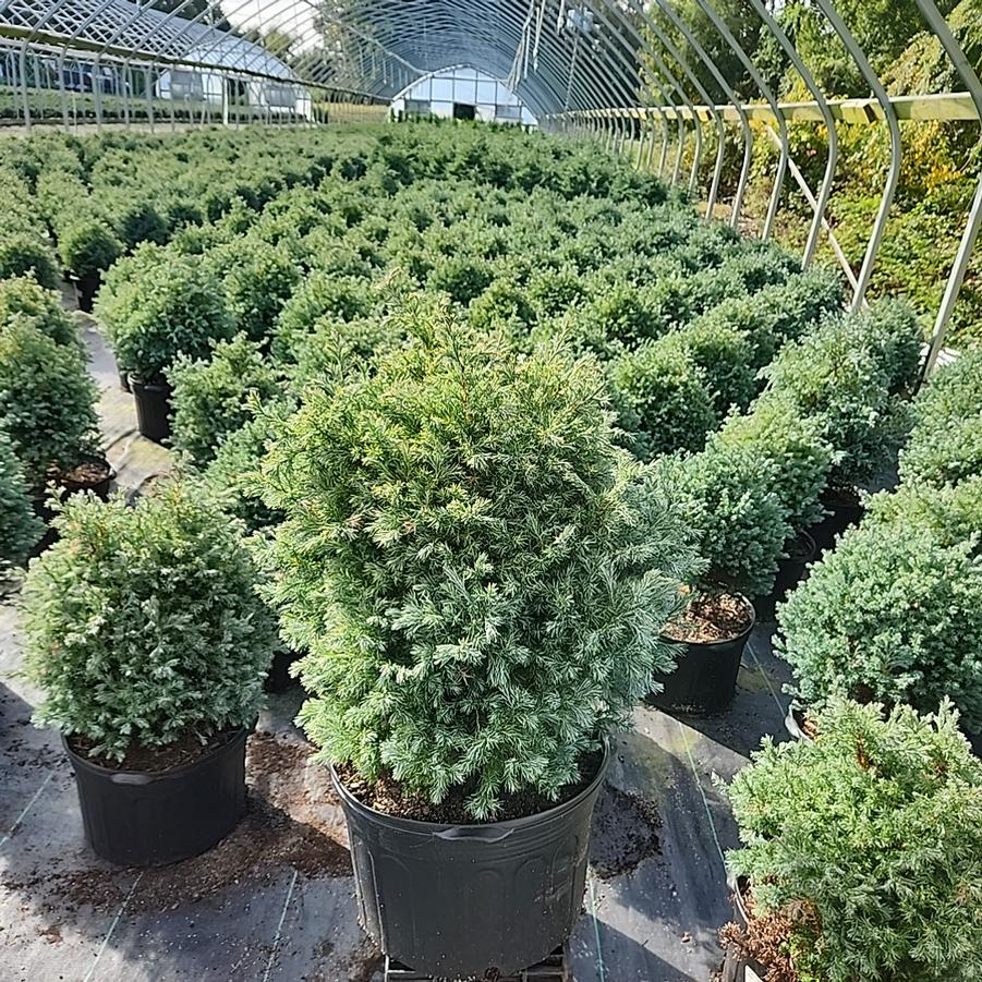 Chamaecyparis pisifera 'True Blue'