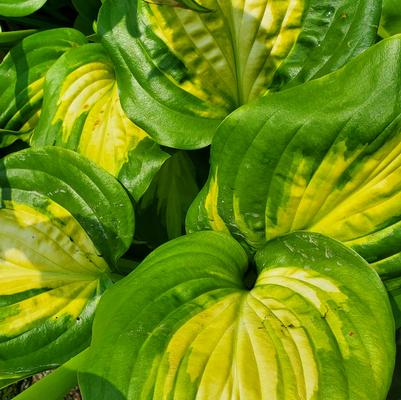 Hosta 'Avocado'