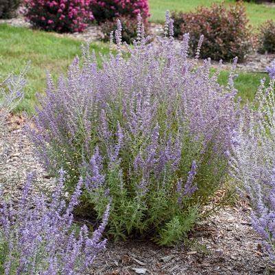 Perovskia atriplicifolia 'Sage Advice'