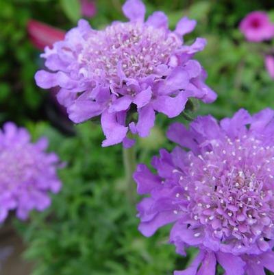 Scabiosa caucasica 'Butterfly Blue'