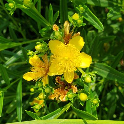 Hypericum kalmianum Gemo