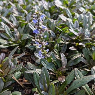 Ajuga Chocolate Chip