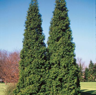 Thuja plicata Spring Grove®