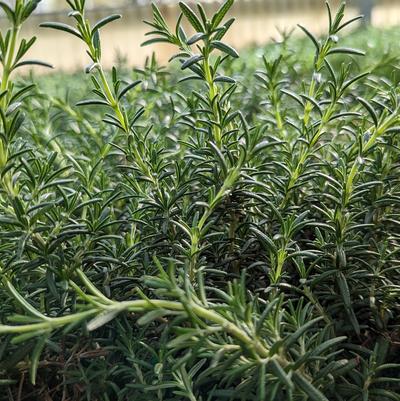 Rosmarinus officinalis 'Prostratus'