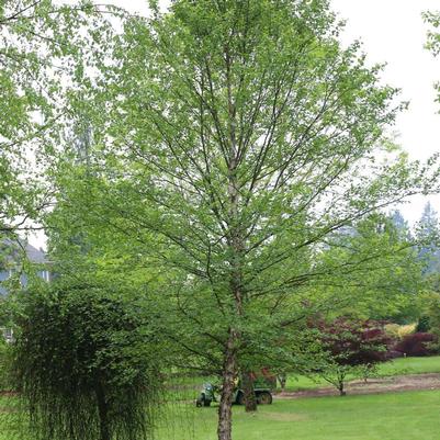 Betula nigra City Slicker®