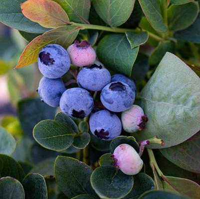 Vaccinium corymbosum Silver Dollar®