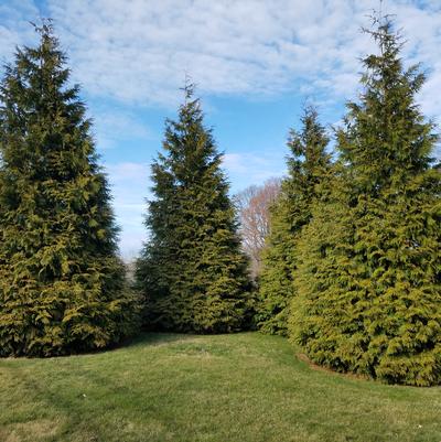 Thuja X 'Green Giant'