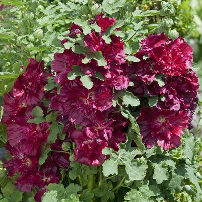 Alcea rosea annua Spring Celebrities Crimson