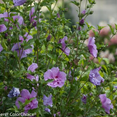 Hibiscus syriacus Lavender Chiffon®