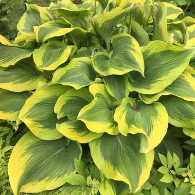 Hosta 'Atlantis'