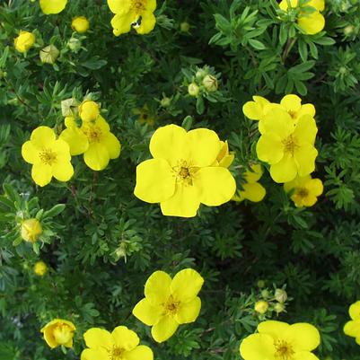 Potentilla fruticosa Goldfinger