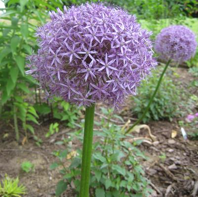 Allium 'Globemaster'