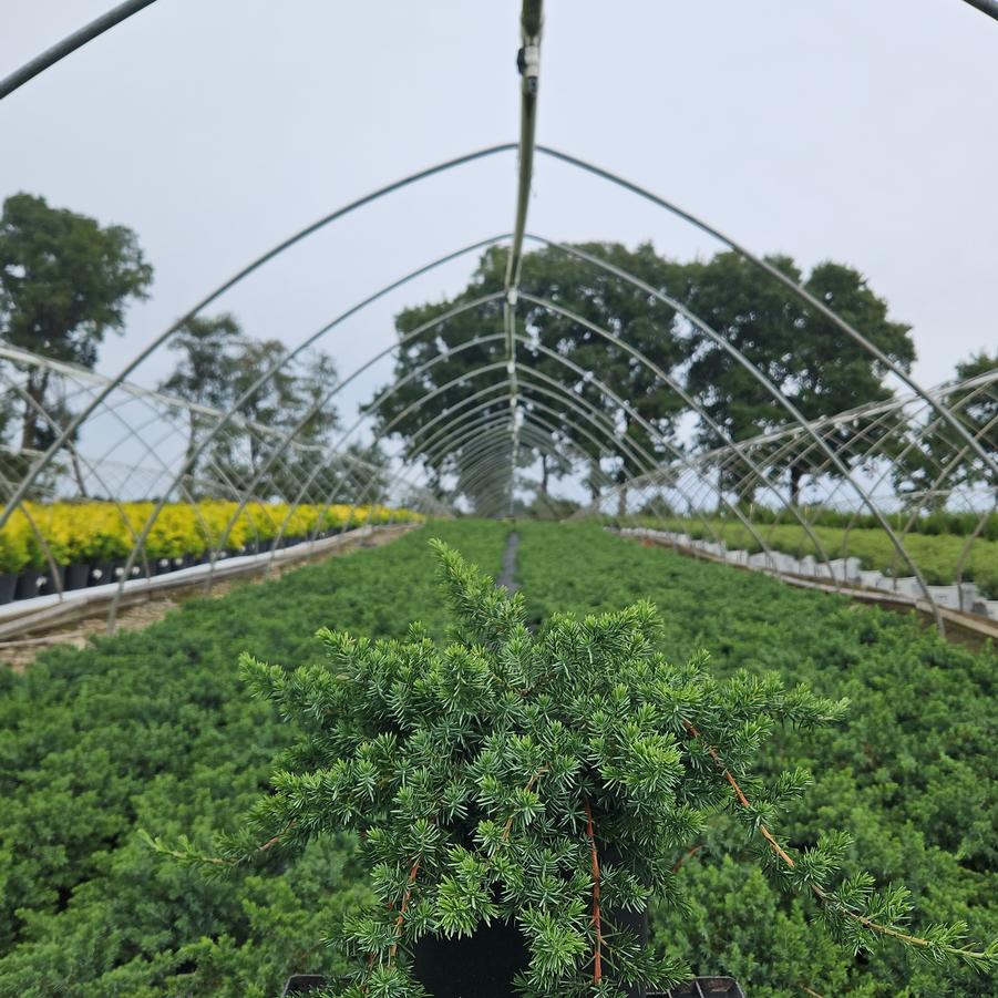 Juniperus conferta Blue Pacific