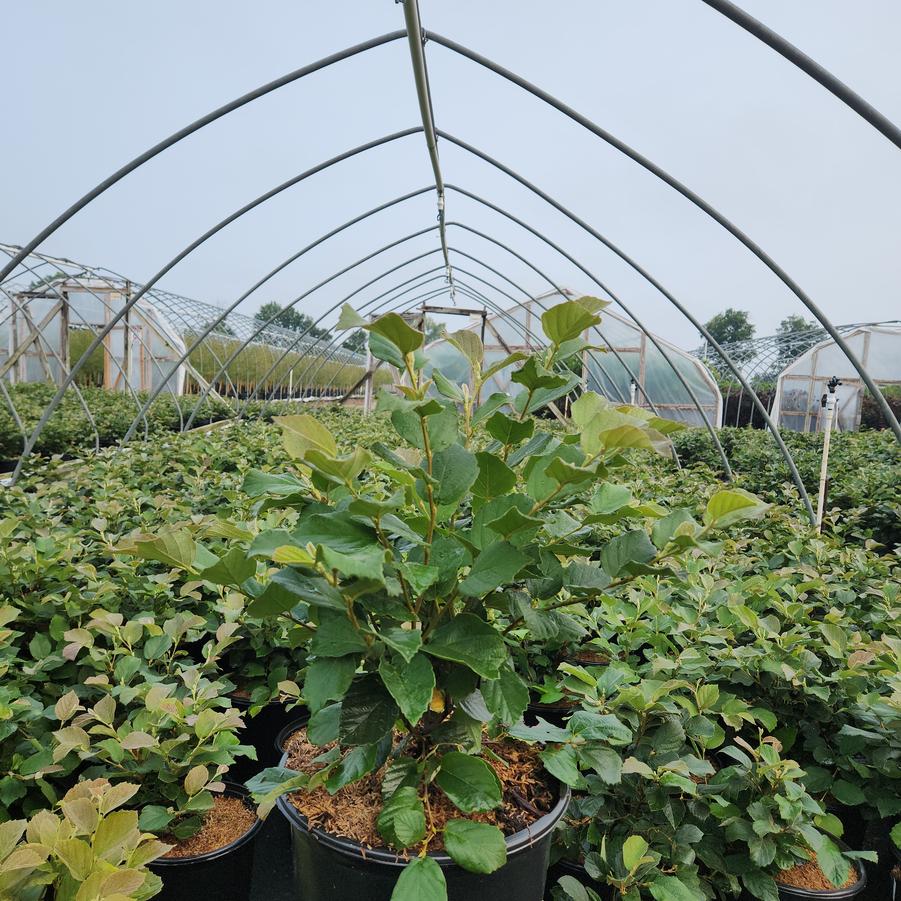 Fothergilla gardenii 