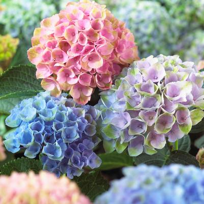 Hydrangea mac. Magical® Revolution