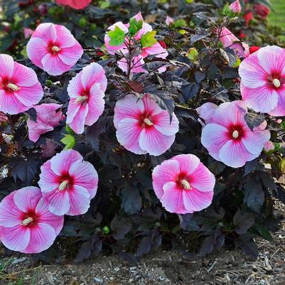 Hibiscus Starry Starry Night