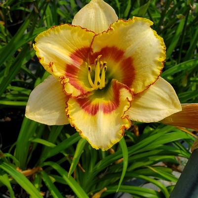 Hemerocallis Custard Candy