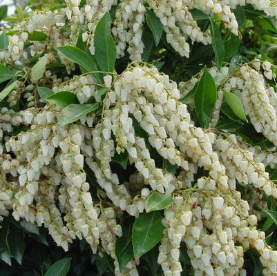 Pieris japonica 'Avalanche'