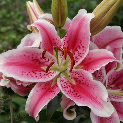 Lilium orientalis 'Stargazer'