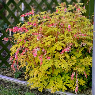 Dicentra spectabilis 'Gold Heart'