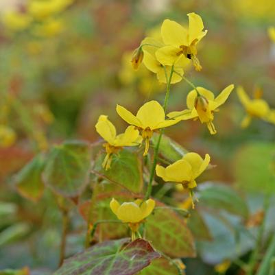 Epimedium x perralchicum 'Frohnleiten'