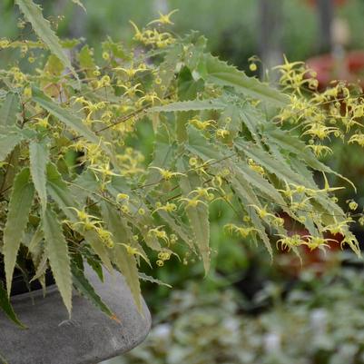 Epimedium spp. nova 'Spine Tingler'