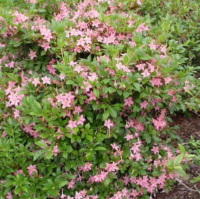 Azalea viscosum Pink and Sweet