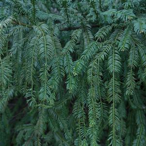 Cephalotaxus harringtonia var. 'Drupacea'