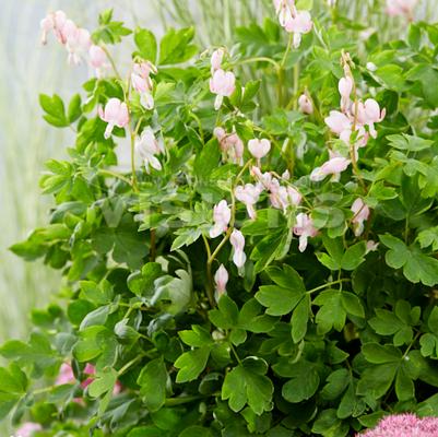 Dicentra spectabilis 'Cupid'