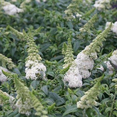 Buddleia x Pugster White®