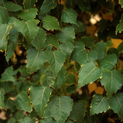 Betula platyphylla Dakota Pinnacle