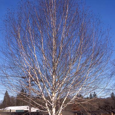 Betula jacquemontii 