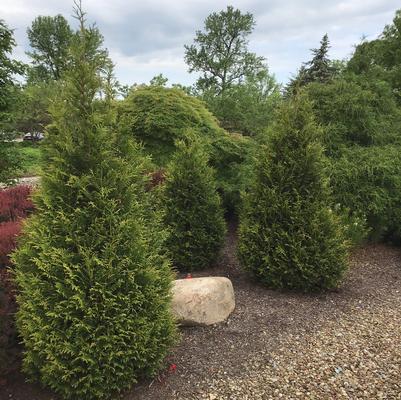 Thuja x plicata 'Junior Giant'