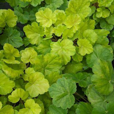 Heuchera Northern Exposure™ Sienna