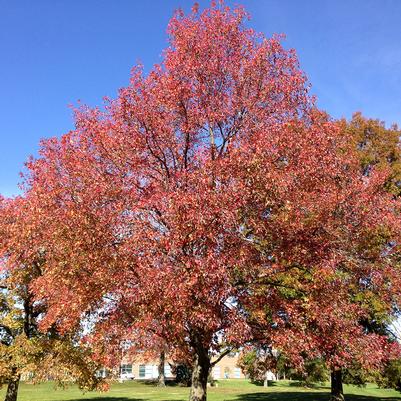 Liquidambar styraciflua 