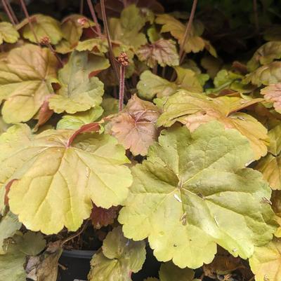 Heuchera Apricot