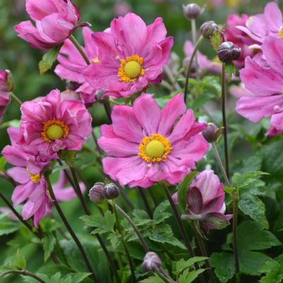 Anemone 'Curtain Call Deep Rose'